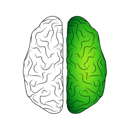Brain isolated on whiteのイラスト素材