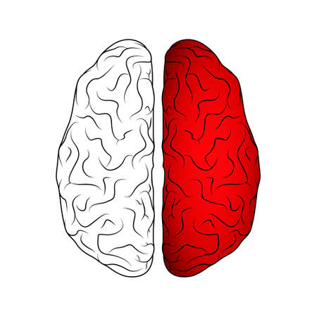 Brain isolated on whiteのイラスト素材