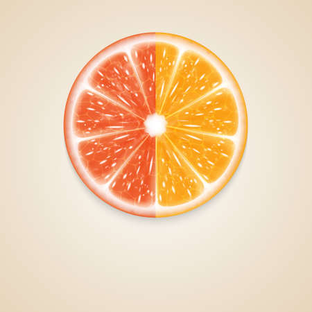 Citrus fruitのイラスト素材