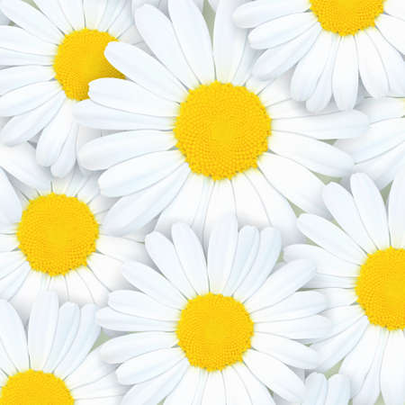 Chamomilesのイラスト素材