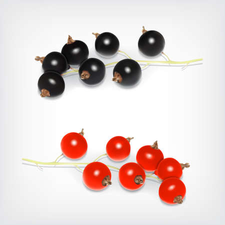 Branch of black and red currant. Vector icon. EPS10のイラスト素材