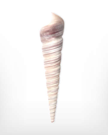 Seashell. Vector icon. EPS10のイラスト素材