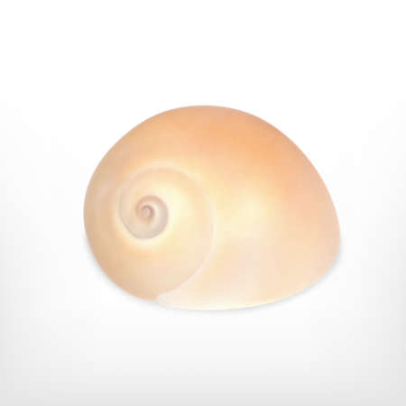 Seashell. Vector icon. EPS10のイラスト素材