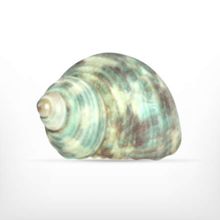 Seashell. Vector icon. EPS10のイラスト素材