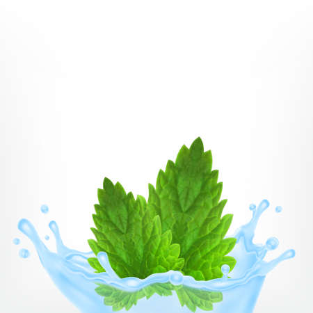 Fresh mint in waterのイラスト素材