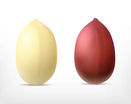 Peanutのイラスト素材