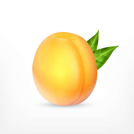 Ripe apricot with green leavesのイラスト素材