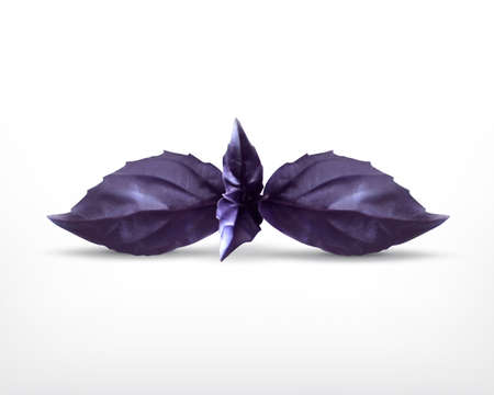 Red basil leaves. Vector icon isolated on white. EPS10 vectorのイラスト素材