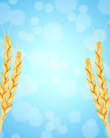 Ears of wheatの写真素材