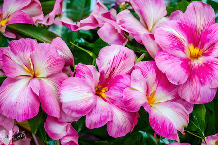 Beautiful pink flowers. Floral background. Generative AIの素材