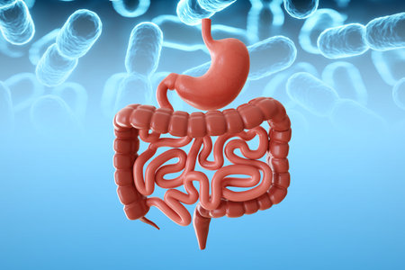 Human intestines with probiotics