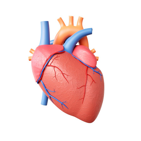 Human heart model isolated on white background. 3d-renderingの写真素材