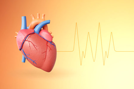 Human heart model on bright background. 3d-renderingの写真素材