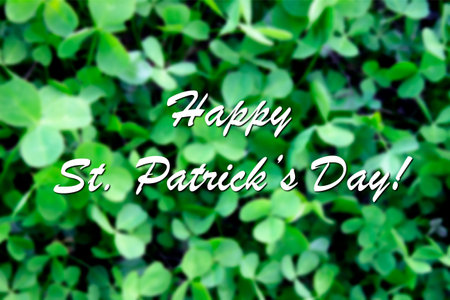 Blurred green clover backgroundの写真素材