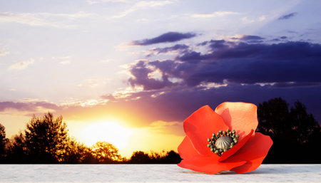 Red poppy flower laying on a stone desk against the sunset. Remembrance Day, Anzac Day conceptの写真素材
