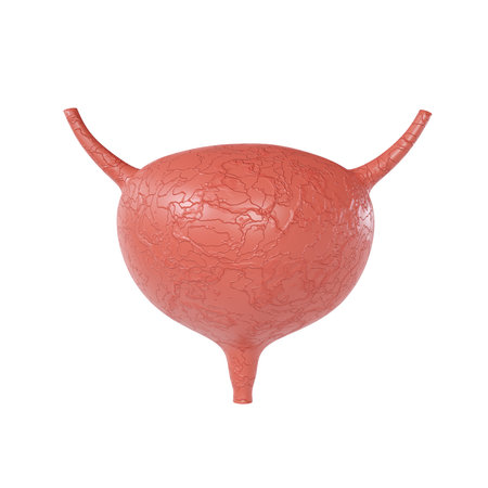 Urinary bladder icon isolated on white backgroundの写真素材