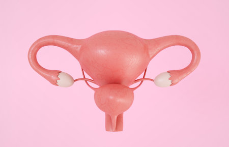 Uterus with bladder. Female reproductive system on pink background
