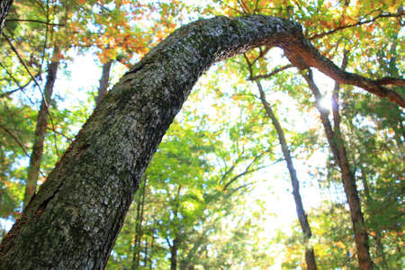 A tree arches toward the sun