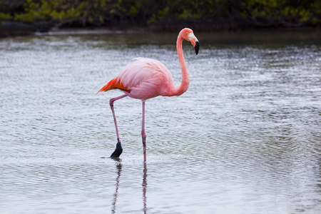 Flamingos feeding in bachas Beach, Santa Cruz Island, Galapagosの写真素材