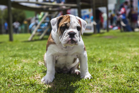 English Bulldog puppy playing on the grass in the parkの写真素材