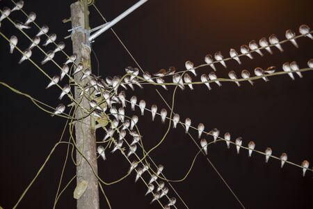 Dozens of birds sitting on wires energyの写真素材