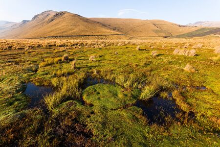 Wetland in the Andean highlands of Ozogoche