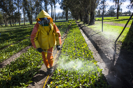 Guayllabamba, Ecuador - MAY 14, 2015: Technical wearing appropriate clothing, fumigating a flower plantation outdoors.のeditorial素材