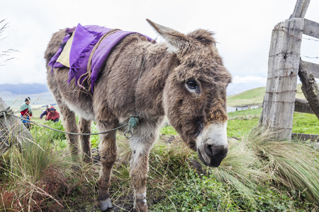 Donkey in an Ecuadorian farm at Chimborazoの写真素材