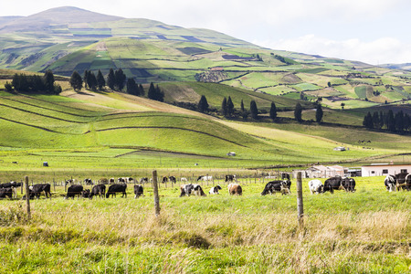 Cultivated fields at Ecuadorian Andesの写真素材
