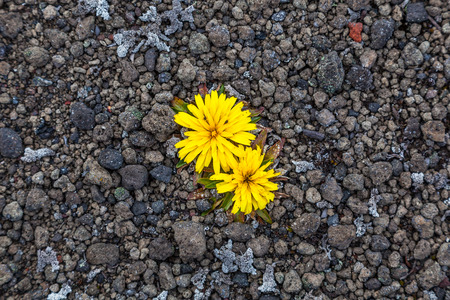 Solitary yellow flowers on field small stonesの写真素材