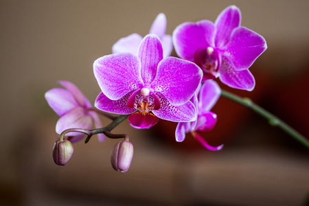 Branch of purple orchid inflorecenceの写真素材