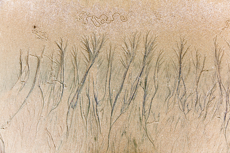 Closeup of texture formed by erosion on the sandy beach at low tideの写真素材
