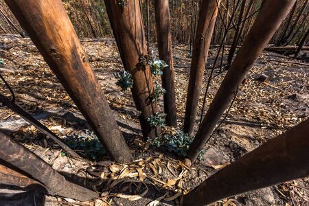 Eucalyptus forest sprouting, after overcoming a fireの写真素材
