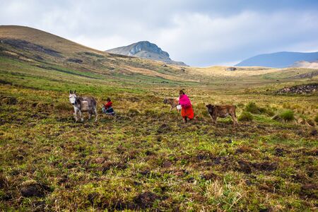 Ozogoche, Ecuador, December 19, 2015: Farmers from the community of Ozogoche, growing the field in the highlands of Ecuadorのeditorial素材