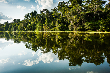 Reflected jungle in the Limoncocha lagoon in the Ecuadorian Amazonの写真素材