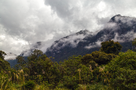 Cloudy forest in the foothills of the Ecuadorian eastern mountain rangeの写真素材