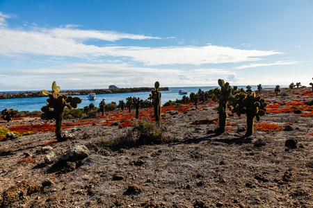 Cruises seen from the ground, several opuntia cactus and the red succulent plant, Plaza Sur, Galapagos Islands...の写真素材