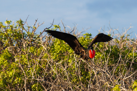 Male frigate perching on the tree branches, Galapagosの写真素材