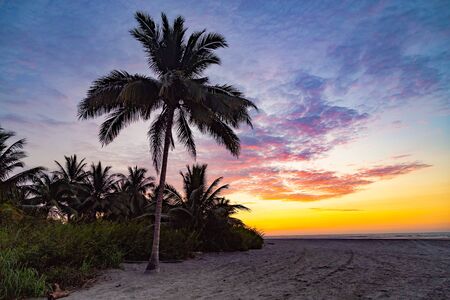Silhouette of palm trees with beautiful sunset with clouds of various colors on the dark beach