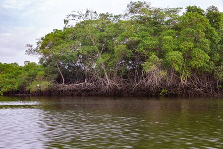 Salt water channels and mangrove trees with their green leaves as the afternoon approachesの写真素材