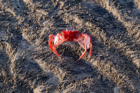 Small red crab on the irregular sands of the beachの写真素材