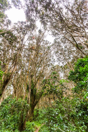 Arrayanes forest, a 10-hectare reserve, a tree with a reddish trunk and thick foliage, the tops form...