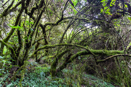 Mountain vegetation with its branches covered with moss