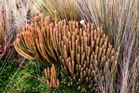 Lycopodium crassum, reddish moor vegetation with finger-shaped plantsの写真素材