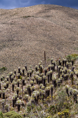 The moors of El Ãngel, at the foot of the Chiles volcano, are covered by the famous frailejones, beautiful plants with leaves like rabbit ears.の写真素材