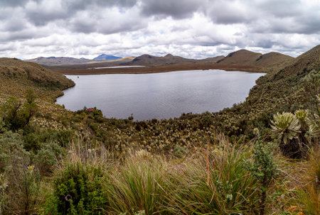 The moors of El Ãngel, at the foot of the Chiles volcano, are covered by the famous frailejones, beautiful plants with leaves like rabbit ears., El Voladero lagoon is located within the El Angel Ecological Reserveの写真素材