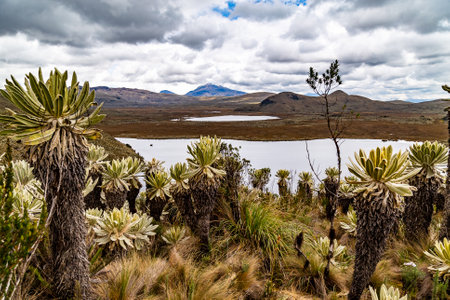 El Voladero lagoon is located within the El Angel Ecological Reserveの写真素材