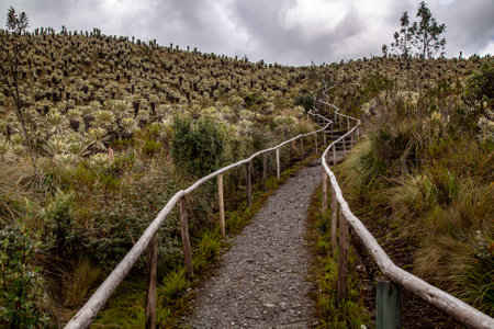 Protected path that surrounds part of the El Ãngel Ecological Reserveの写真素材