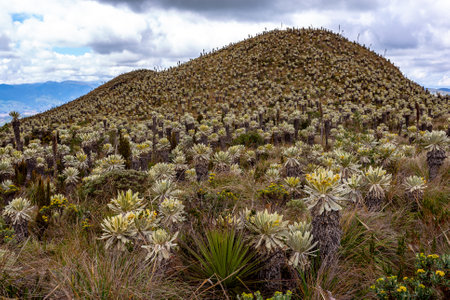 The moors of El Ãngel, at the foot of the Chiles volcano, are covered by the famous frailejones, beautiful plants with leaves like rabbit ears.の写真素材