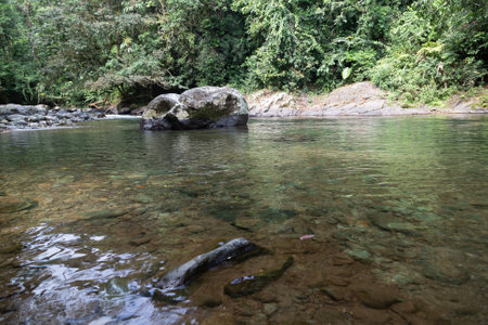 Andean choco river, a lot of green jungle, pure water and round rocksの写真素材